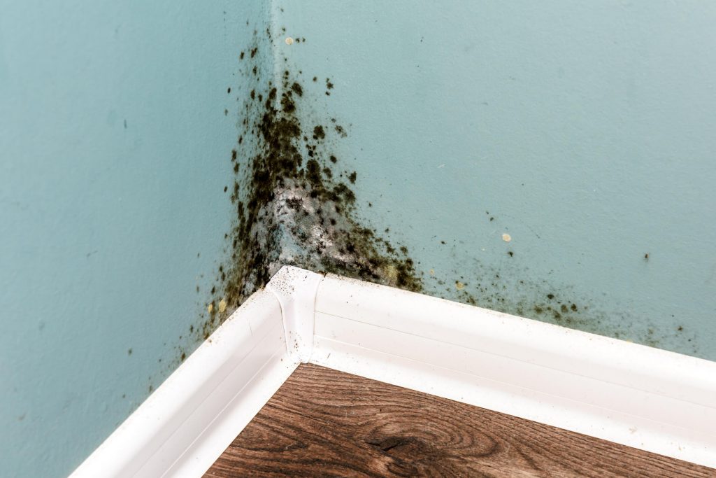 phoenix-rental-home-with-mold-on-walls